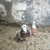 نرو ماده طوقی|پرنده|مشهد, شهید معقول|دیوار