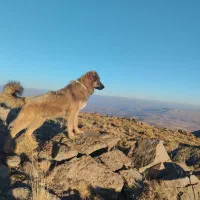 واگذاری سگ|سگ|بستان آباد, |دیوار