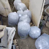 بچه ماهی کپور|ماهی|خفر, |دیوار