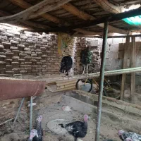 بوقلمون|حیوانات مزرعه|بناب, |دیوار