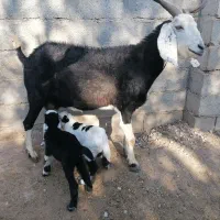 بز دوقلو زا با بزغاله