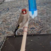 سهره دورگ چوج