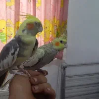 عروس هلندی نروماده|پرنده|زنجان, |دیوار