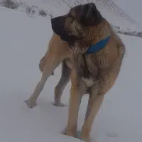 وگذاری سگ۲۲ماهه