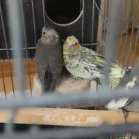 جوجه عروس هلندی|پرنده|پاکدشت, شهرک امام رضا|دیوار