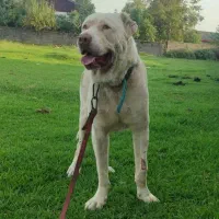 دوعدد نر سرابی|سگ|تبریز, |دیوار