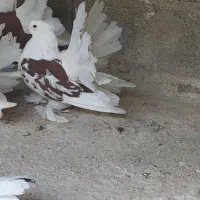 دمچتری|پرنده|خورموج, |دیوار