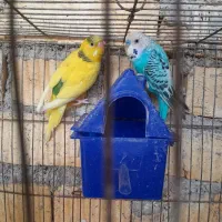 دو عدد مرغ عشق ب فروش می‌رسد
