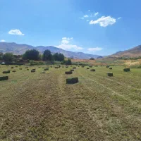 ۱۵۰۰بسته یونجه چین سوم و چهارم و پنجم بسته یک متری