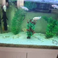 آکواریوم با کمد و همه تجهیزات|ماهی|شاهینشهر, گرگاب|دیوار