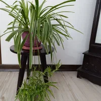 گیاهان آپارتمانی با گلدان های زیبا قیمت مناسب|گل و گیاه طبیعی|کرج, گلشهر|دیوار