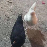 ۲عدد مرغ محلی کاکلی خوب