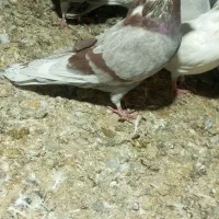 دوتا لایه دم سفید نر|پرنده|نرماشیر, |دیوار