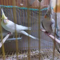 پرنده زینتی و فروش پرنده الان دارم فنچ قناری عروس|پرنده|لالی, |دیوار