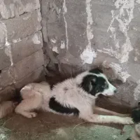 فروش دوعدد سگ