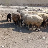 میش بره دار و آبستن|حیوانات مزرعه|جره و بالاده, |دیوار