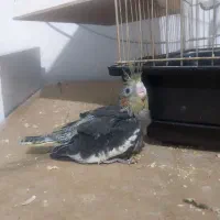 عروس هلندی سرلاکی