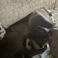 خریدوفروش گوسفندگوساله شکسته و|حیوانات مزرعه|کرمانشاه, |دیوار