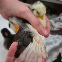 جوجه گلین لری.چهل تاج.ریشو.پاپر
