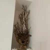 درختچه زینتی|گل مصنوعی|رشت, رشتیان|دیوار