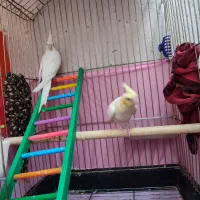 عروس هلندی البینیو و لوتینو|پرنده|سقز, |دیوار