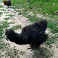 مرغ ابریشمی