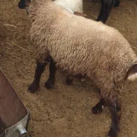 ۲ عدد بره نر و ۲ عدد بزغاله نر