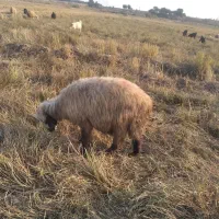 کوه و تیشتر نر ومیش زایده|حیوانات مزرعه|شوشتر, |دیوار