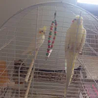 پرنده