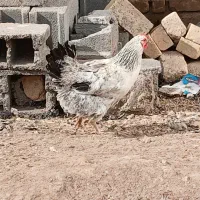 مرغ وخروس|حیوانات مزرعه|سنقر, |دیوار