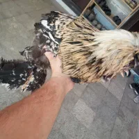 خروس سلطان