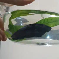 ماهی بلک گوست|ماهی|مشهد, عبادی|دیوار