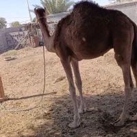 شتر نر آرام دوساله|حیوانات مزرعه|شمیل, |دیوار