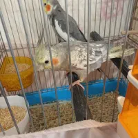 یک جفت عروس هلندی با قفس
