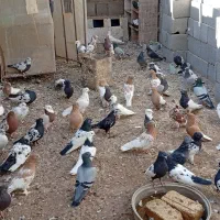 کبوتر|پرنده|یاسوج, |دیوار