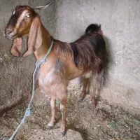 بز و پازن و کهره ماده|حیوانات مزرعه|بندر دیر, |دیوار