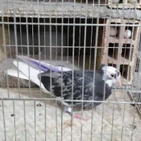 طوقی|پرنده|اردبیل, |دیوار