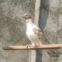 نر گرگی غریب گیری|پرنده|شهریار, شهریار|دیوار