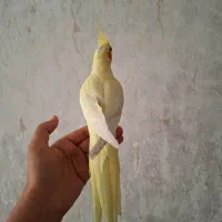 عروس هلندی ۴ ماهه|پرنده|کرج, شهرک اوج|دیوار