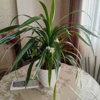 گل خانگی|گل و گیاه طبیعی|آستارا, |دیوار