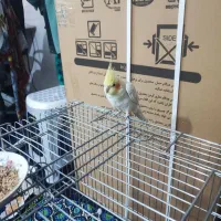 عروس هلندی آلبینو عروس هلندی لوتینو|پرنده|حمیدیا, |دیوار