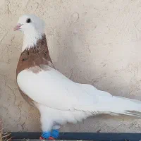 طوقی هفت رنگ|پرنده|اقبالیه, |دیوار