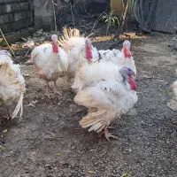 بوقلمون کیلویی۲۵۰۰۰۰هزار و اردک  دونه ای ۴۰۰|حیوانات مزرعه|لاهیجان, آهندان|دیوار