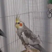 عروس هلندی نر