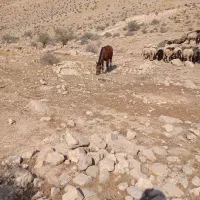 فروش اسب|اسب و تجهیزات اسبسواری|فیروزآباد (فارس), |دیوار