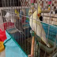 عروس هلندی ومرغ عشق