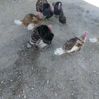 بوقلمون|حیوانات مزرعه|چنگ الماسی, |دیوار