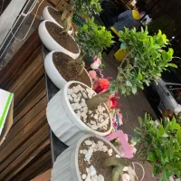 گل فروشی گل برف