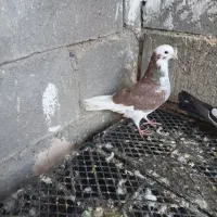 شازده سرخ ماده پرشی