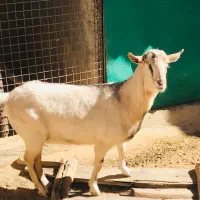 بز دورگ سانن